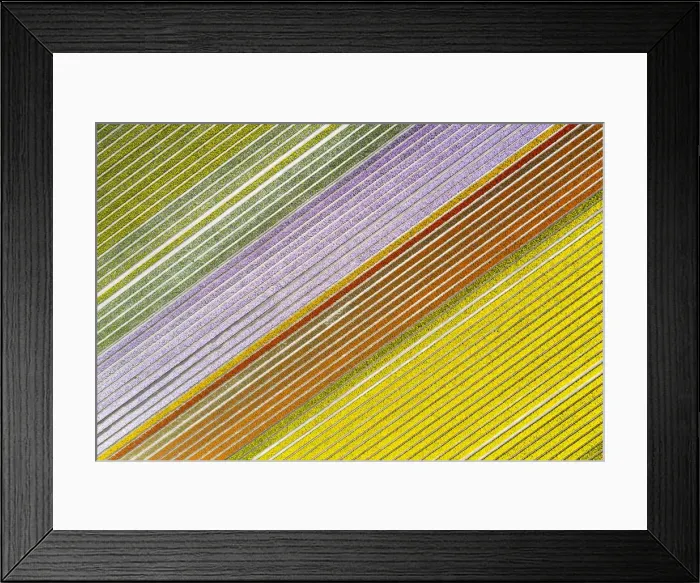 Framed Print : Aerial view of a multicolor tulips field (Warmenhuizen, Schagen municipality, Dutch Framed Print : Aerial view of a multicolor tulips field (Warmenhuizen, Schagen municipality, Dutch