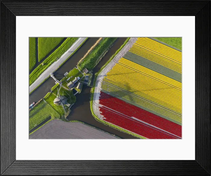 Framed Print : The De Kaagmolen windmill in front multicolor tulips field (Opmeer municipality, North Framed Print : The De Kaagmolen windmill in front multicolor tulips field (Opmeer municipality, North