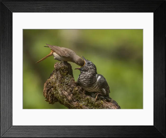 Framed Print : cue a redstart the Cuckoo Framed Print : cue a redstart the Cuckoo