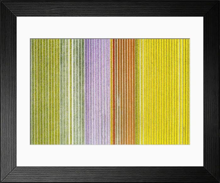 Framed Print : Aerial view of a multicolor tulips field (Warmenhuizen, Schagen municipality, Dutch Framed Print : Aerial view of a multicolor tulips field (Warmenhuizen, Schagen municipality, Dutch