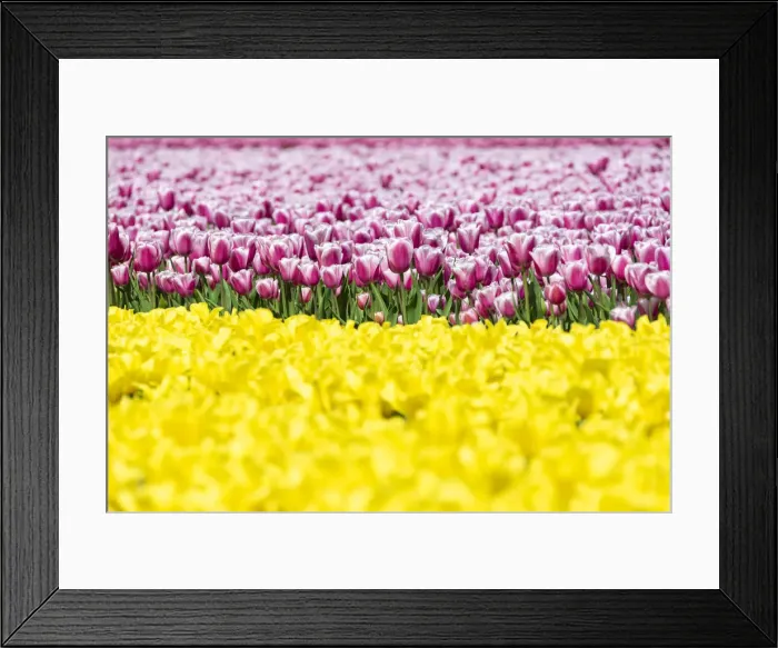 Framed Print : Detail of yellow and pink tulips in a multicolor tulips field (Lisse, South Holland Framed Print : Detail of yellow and pink tulips in a multicolor tulips field (Lisse, South Holland