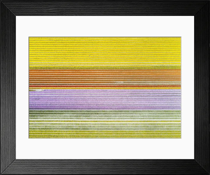 Framed Print : Aerial view of a multicolor tulips field (Warmenhuizen, Schagen municipality, Dutch Framed Print : Aerial view of a multicolor tulips field (Warmenhuizen, Schagen municipality, Dutch