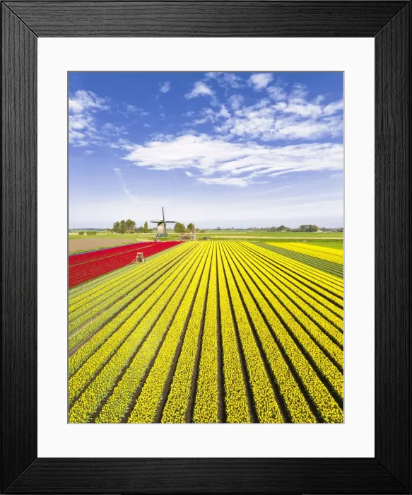 Framed Print : Red and yellow tulips in a multicolor tulips field near the De Kaagmolen windmill Framed Print : Red and yellow tulips in a multicolor tulips field near the De Kaagmolen windmill