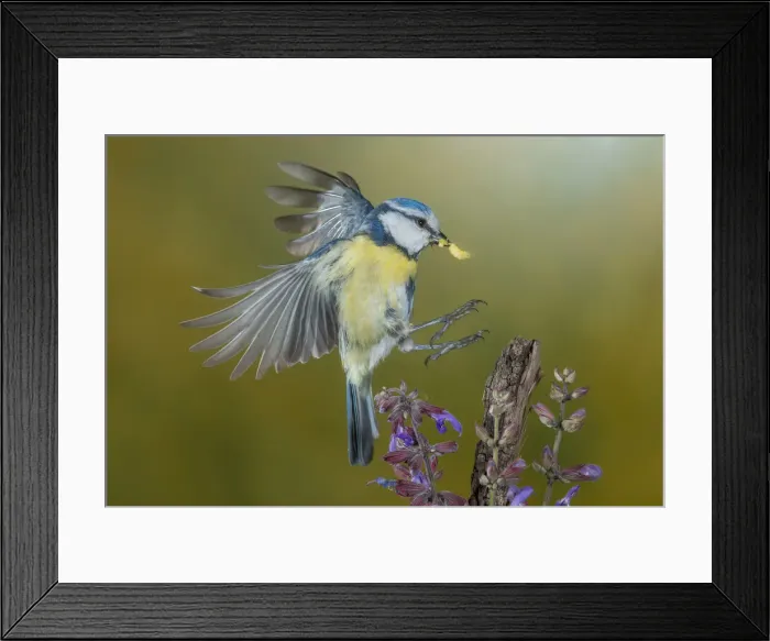 Framed Print : Eurasian blue tit in flight, Trentino Alto-Adige, Italy