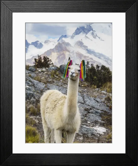 Framed Print : Llama portrait near refuge Pisco. Ancash, Cordigliera Blanca, Peru Framed Print : Llama portrait near refuge Pisco. Ancash, Cordigliera Blanca, Peru