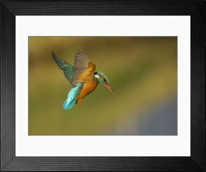 Framed Print : Kingfisher in flight ready to hunt Framed Print : Kingfisher in flight ready to hunt