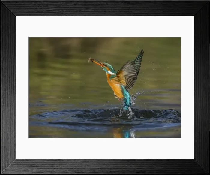 Framed Print : kingfisher jumping out of the water with the catch Framed Print : kingfisher jumping out of the water with the catch