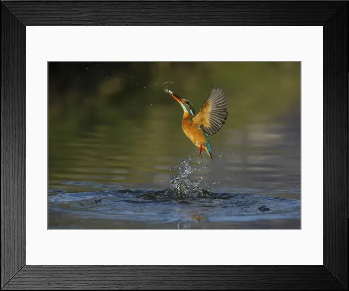 Framed Print : kingfisher jumping out of the water with the catch Framed Print : kingfisher jumping out of the water with the catch