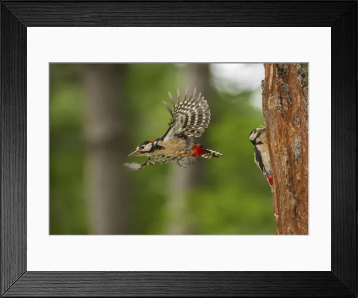 Framed Print : Dendrocopos major in flight Framed Print : Dendrocopos major in flight