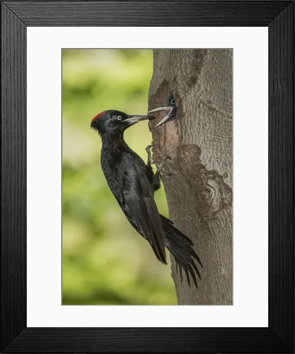 Framed Print : black woodpecker with cue Framed Print : black woodpecker with cue