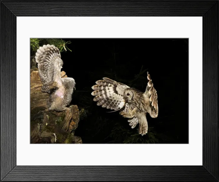 Framed Print : Tawny owl that cue the small, Trentino Alto-Adige, Italy Framed Print : Tawny owl that cue the small, Trentino Alto-Adige, Italy