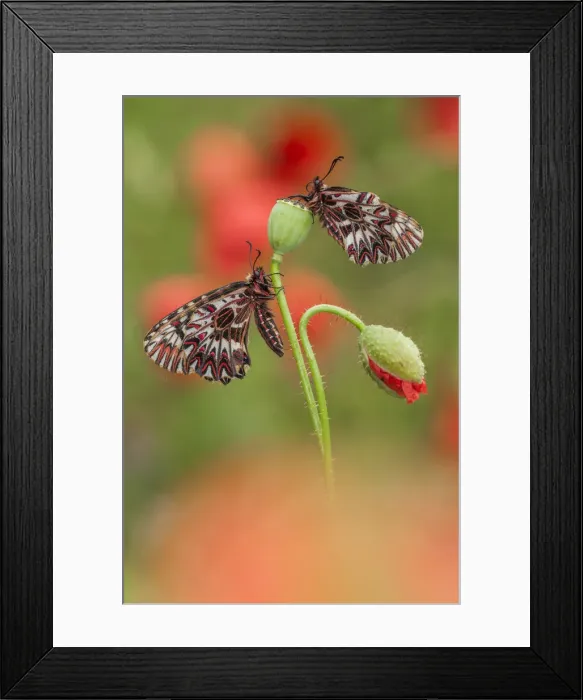 Framed Print : beautiful butterfly on poppies Framed Print : beautiful butterfly on poppies