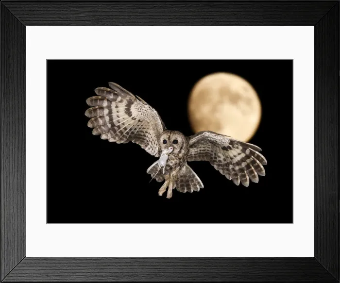 Framed Print : A Tawny owl in night flight with a mouse in its beak, Trentino Alto-Adige, Italy Framed Print : A Tawny owl in night flight with a mouse in its beak, Trentino Alto-Adige, Italy