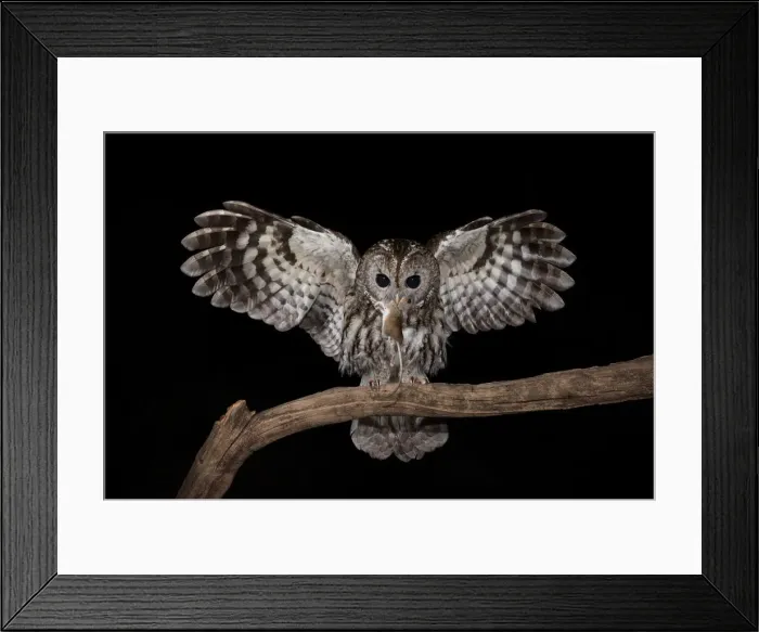 Framed Print : Tawny owl in night flight with a mouse in its beak, Trentino Alto-Adige, Italy Framed Print : Tawny owl in night flight with a mouse in its beak, Trentino Alto-Adige, Italy