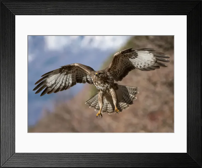Framed Print : Buzard in fly, Trentino Alto-Adige, Italy Framed Print : Buzard in fly, Trentino Alto-Adige, Italy