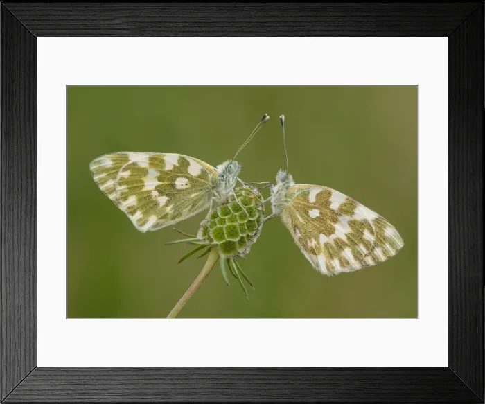 Framed Print : eastern Bath white, Trentino Alto-Adige, Italy Framed Print : eastern Bath white, Trentino Alto-Adige, Italy