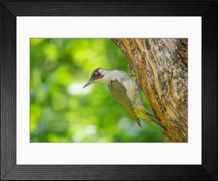 Framed Print : European green woodpecker on the nest, Trentino Alto-Adige, Italy Framed Print : European green woodpecker on the nest, Trentino Alto-Adige, Italy