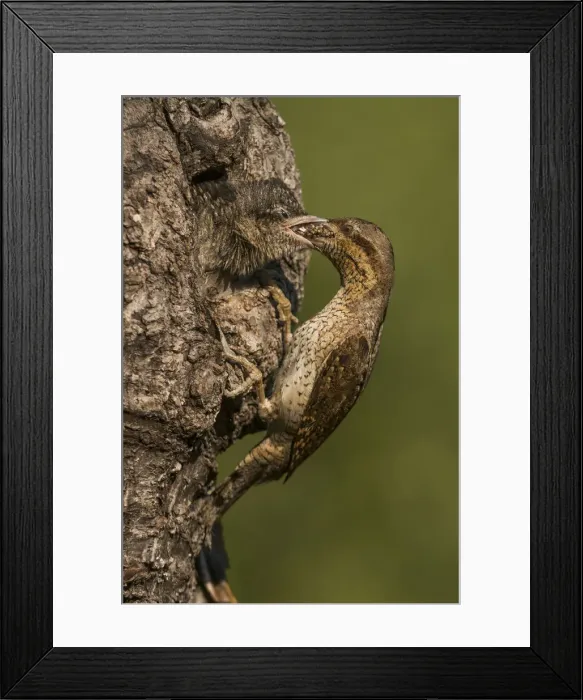 Framed Print : Eurasian Wryneck feeds its young, Trentino Alto-Adige, Italy Framed Print : Eurasian Wryneck feeds its young, Trentino Alto-Adige, Italy