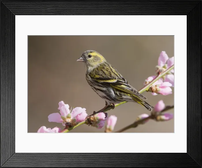 Framed Print : Eurasian siskin female on the peach flowers, Trentino Alto-Adige, Italy Framed Print : Eurasian siskin female on the peach flowers, Trentino Alto-Adige, Italy