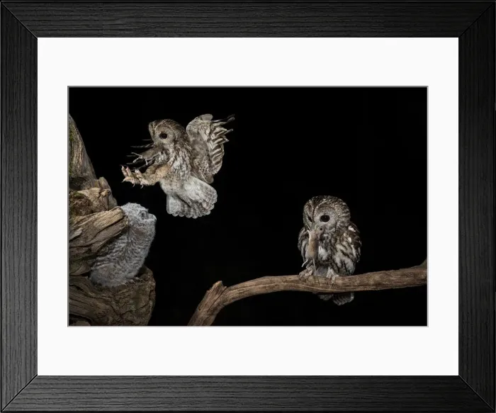 Framed Print : The Tawny owl feeds its young, Trentino Alto-Adige, Italy Framed Print : The Tawny owl feeds its young, Trentino Alto-Adige, Italy