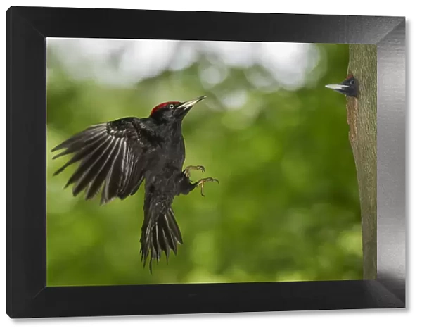 black woodpecker in flight