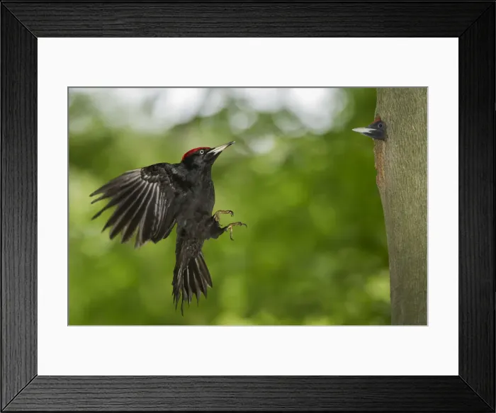 Framed Print : black woodpecker in flight