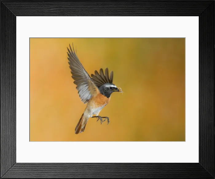 Framed Print : Male redstart in flight with prey, Trentino Alto-Adige, Italy Framed Print : Male redstart in flight with prey, Trentino Alto-Adige, Italy