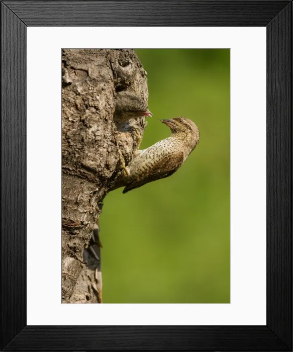 Framed Print : Eurasian Wryneck with cue, Trentino Alto-Adige, Italy Framed Print : Eurasian Wryneck with cue, Trentino Alto-Adige, Italy