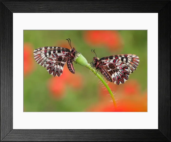 Framed Print : southern festoon on the poppy, Trentino Alto-Adige, Italy Framed Print : southern festoon on the poppy, Trentino Alto-Adige, Italy