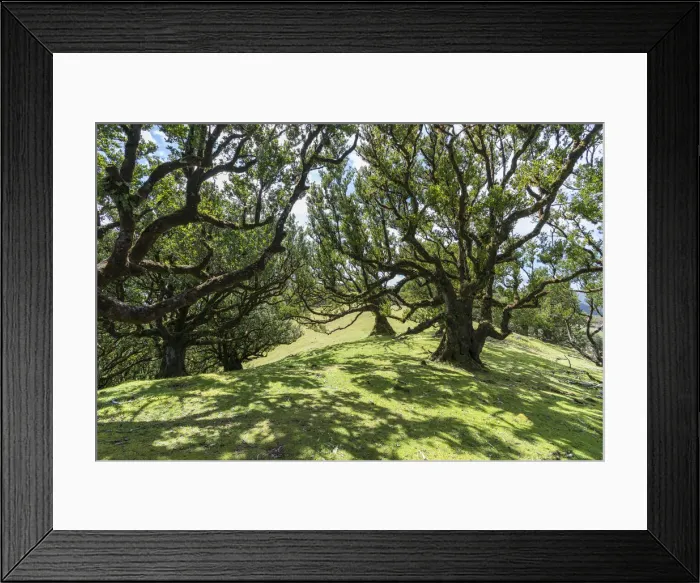 Framed Print : Laurel trees in the Laurisilva Forest, UNESCO World Heritage Site