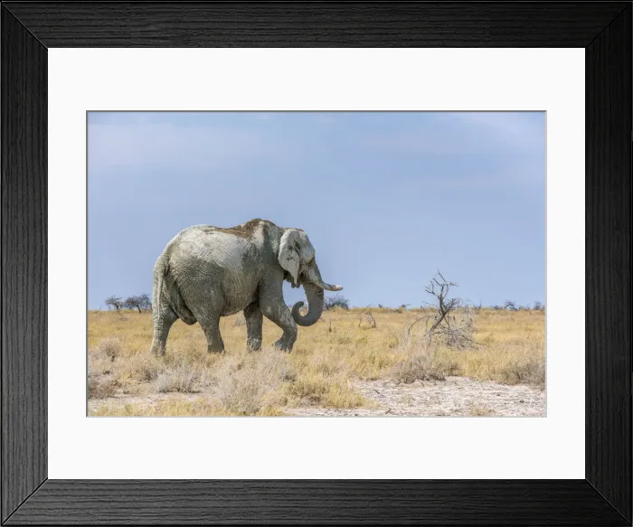 Framed Print : African elephant in the bush. Etosha National Park, Oshikoto region, Namibia