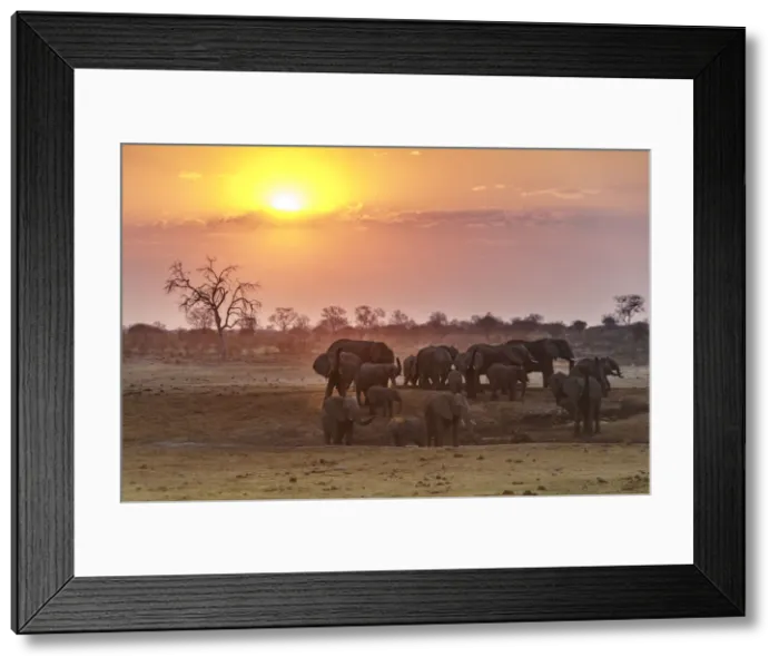 Framed Print : Herd of elephants at sunset. Kalahari, Namibia