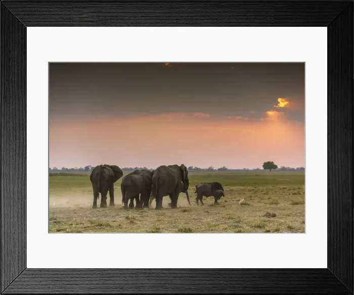 Framed Print : Group of elephants at sunset. Mahango Game Reserve, Bwabwata National Park, Kavango Framed Print : Group of elephants at sunset. Mahango Game Reserve, Bwabwata National Park, Kavango