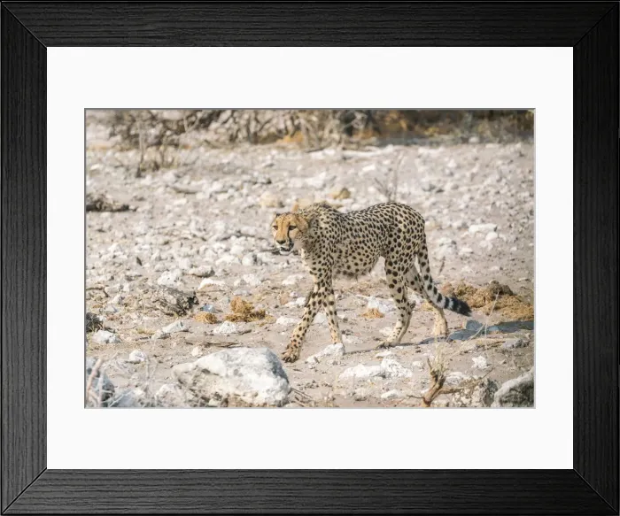 Framed Print : Cheetah in the bush. Etosha National Park, Oshikoto region, Namibia
