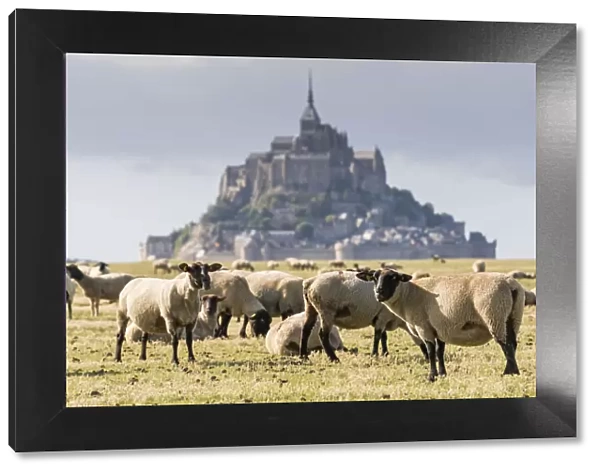 Sheeps grazing with the village in the background. Mont-Saint-Michel, Normandy, France