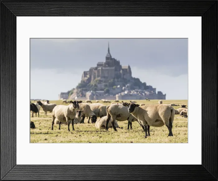 Framed Print : Sheeps grazing with the village in the background. Mont-Saint-Michel, Normandy, France Framed Print : Sheeps grazing with the village in the background. Mont-Saint-Michel, Normandy, France