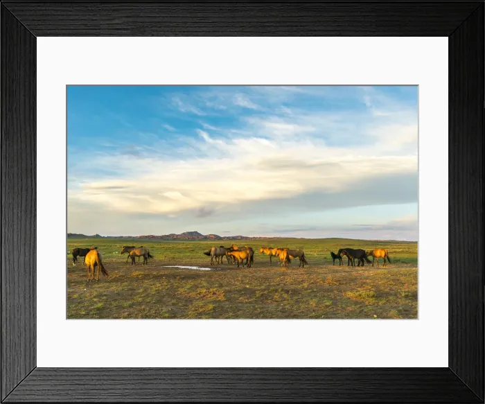 Framed Print : Mongolian horsess at sunset. Middle Gobi province, Mongolia Framed Print : Mongolian horsess at sunset. Middle Gobi province, Mongolia