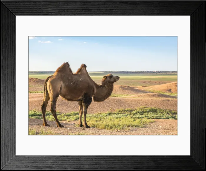 Framed Print : Mongolian camel. Ulziit, Middle Gobi province, Mongolia Framed Print : Mongolian camel. Ulziit, Middle Gobi province, Mongolia