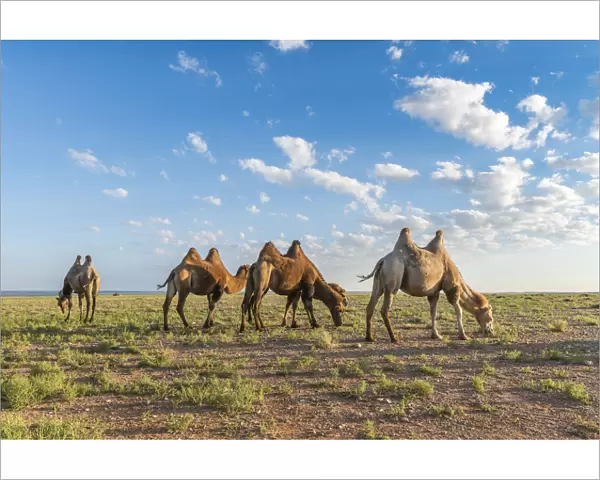 Camels grazing. Ulziit, Middle Gobi province, Mongolia