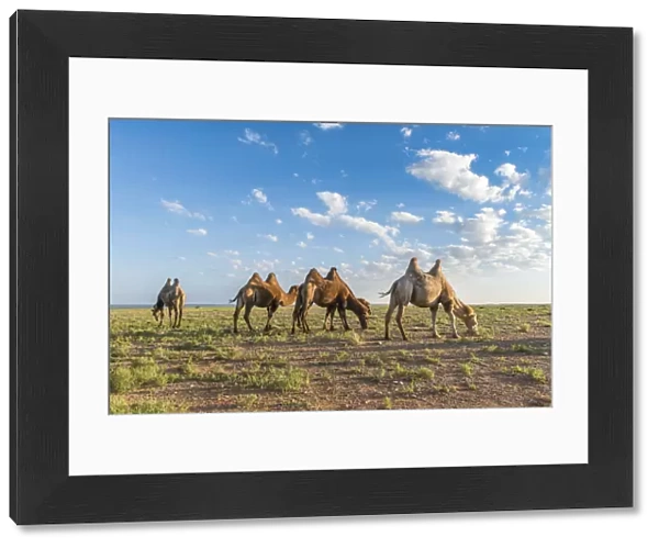 Camels grazing. Ulziit, Middle Gobi province, Mongolia