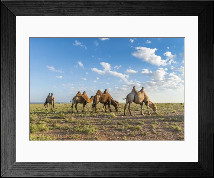 Framed Print : Camels grazing. Ulziit, Middle Gobi province, Mongolia Framed Print : Camels grazing. Ulziit, Middle Gobi province, Mongolia