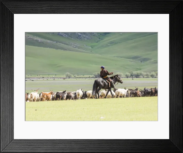 Framed Print : Shepherd on horseback gathering sheeps and goats. Ovorkhangai province, Mongolia Framed Print : Shepherd on horseback gathering sheeps and goats. Ovorkhangai province, Mongolia