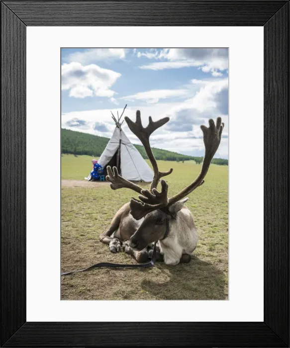 Framed Print : Reindeer and woman from the Reindeer People and tent in the background. Hovsgol province Framed Print : Reindeer and woman from the Reindeer People and tent in the background. Hovsgol province