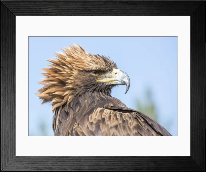 Framed Print : Portrait of a Mongolian eagle. Tov province, Mongolia Framed Print : Portrait of a Mongolian eagle. Tov province, Mongolia