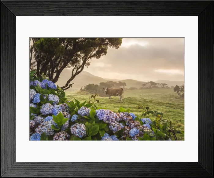 Framed Print : Portugal, Azores, Pico, Landscape of the island with cow Framed Print : Portugal, Azores, Pico, Landscape of the island with cow