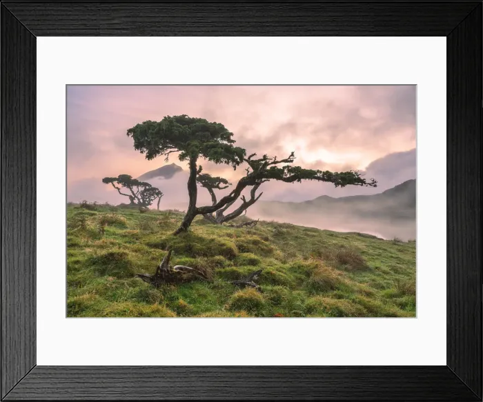 Framed Print : Azores Juniper tree Lagoa do Capitao against Clouds near Mount Pico, Sao Roque do Pico Framed Print : Azores Juniper tree Lagoa do Capitao against Clouds near Mount Pico, Sao Roque do Pico