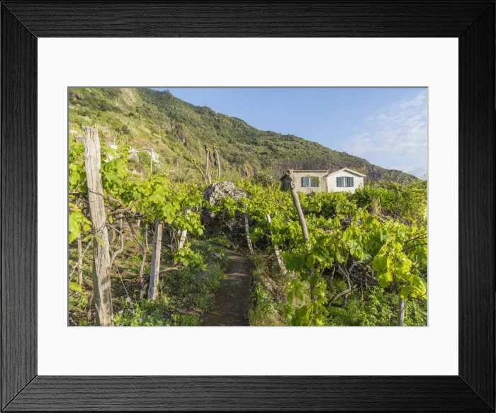 Framed Print : Farmhouse surrounded by grapevine. Faial, Santana municipality, Madeira Island, Portugal Framed Print : Farmhouse surrounded by grapevine. Faial, Santana municipality, Madeira Island, Portugal
