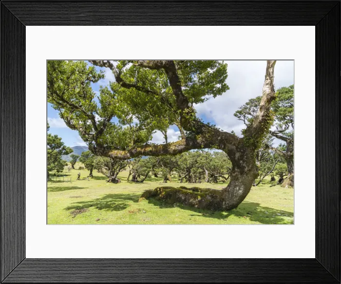 Framed Print : Laurel trees in the Laurisilva Forest, UNESCO World Heritage Site Framed Print : Laurel trees in the Laurisilva Forest, UNESCO World Heritage Site