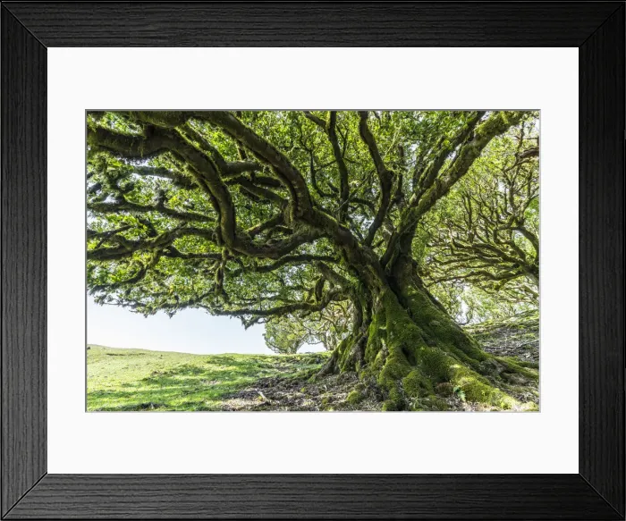 Framed Print : Laurel tree in the Laurisilva Forest, UNESCO World Heritage Site Framed Print : Laurel tree in the Laurisilva Forest, UNESCO World Heritage Site