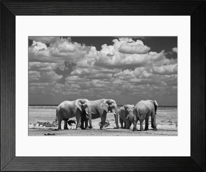Framed Print : Elephants in the Etosha National Park in Namibia, Africa Framed Print : Elephants in the Etosha National Park in Namibia, Africa